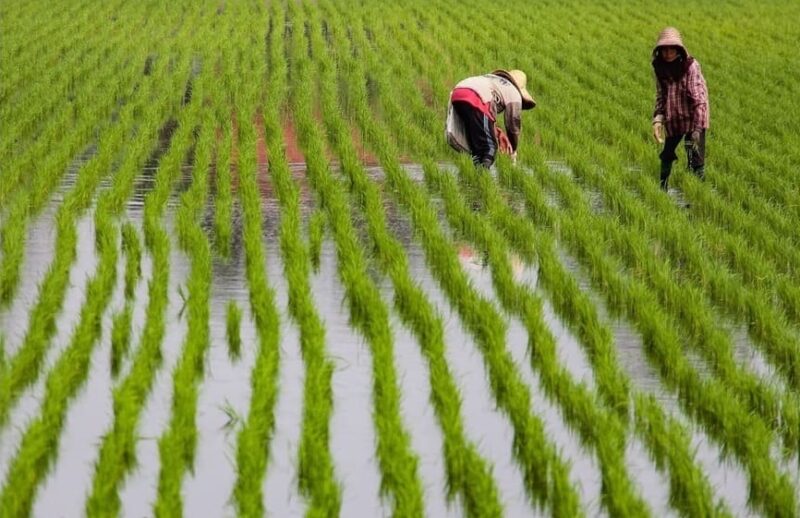 Lok Sabha: Federal, state governments need to move as food security strengthens