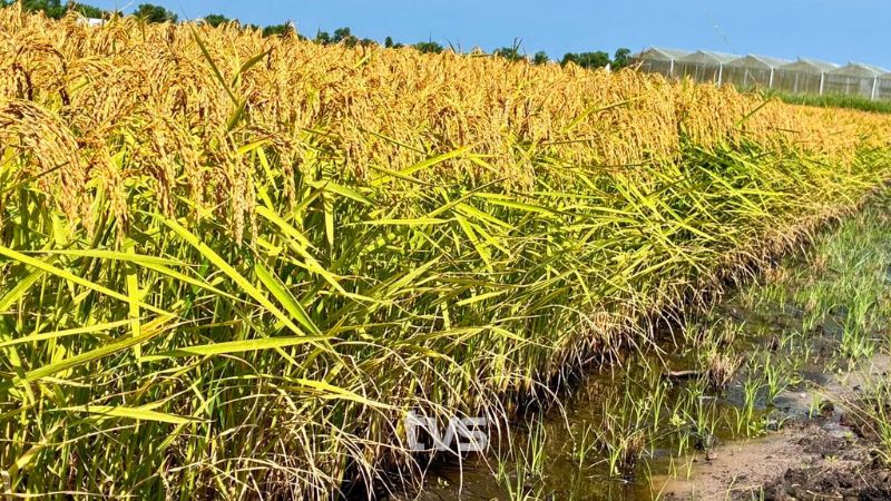 Bajet 2027: RM2.62 bilion bantu ungkup raban orang bumai