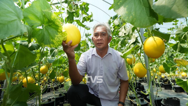 Brewing innovation, harvesting sweet potatoes from the Sweet Potato