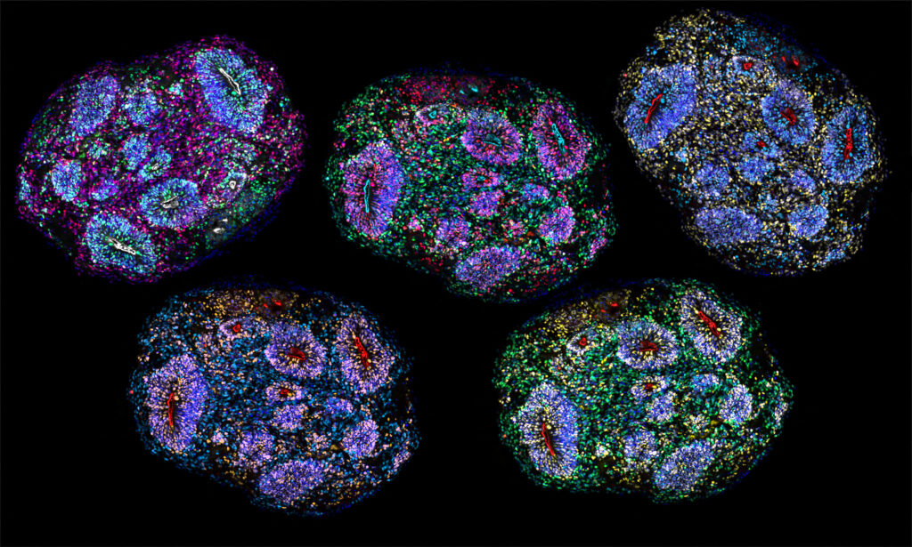 Stem Cells: Your Body’s 24/7 Repair Crew