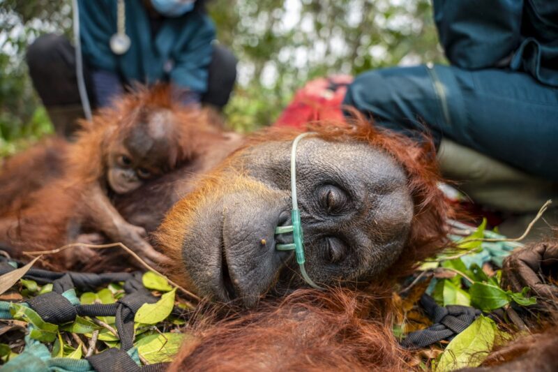 Kebakaran hutan Indonesia ancam orang utan Borneo