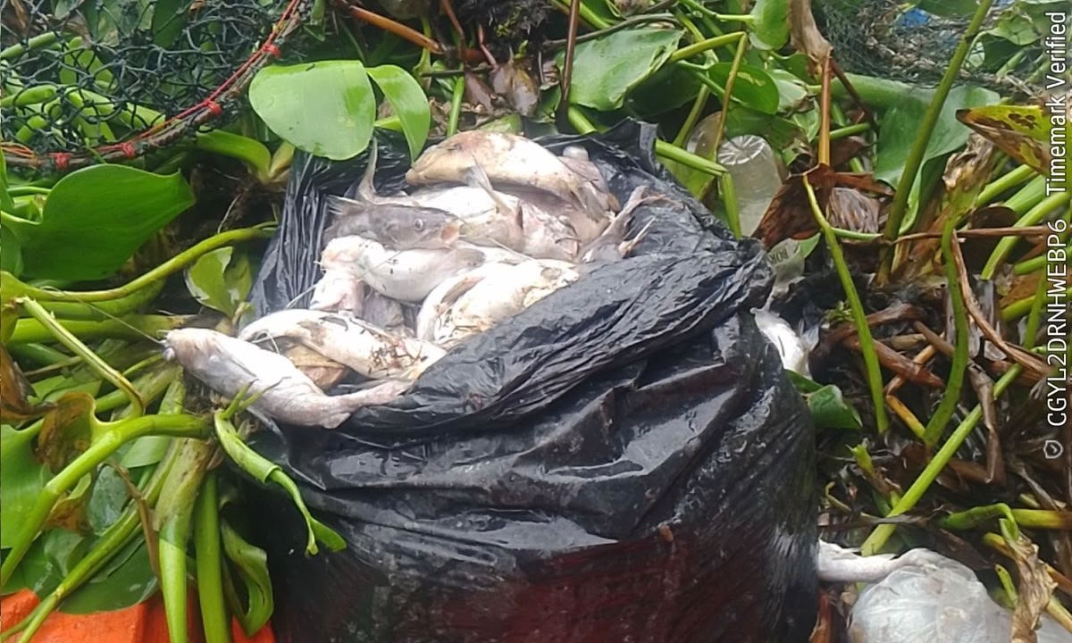 Punca kematian ikan di Sungai Sarawak masih disiasat – Dr Safiee