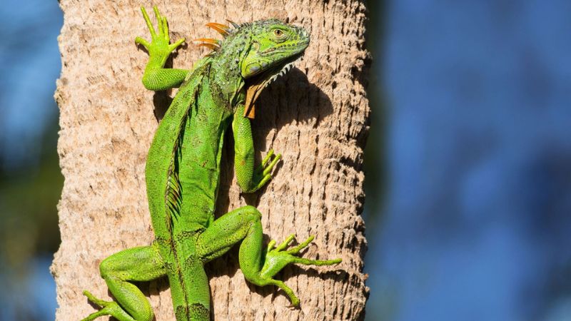 Curtin Malaysia's DNA effects of invasive green iguanas through global BioBlitz