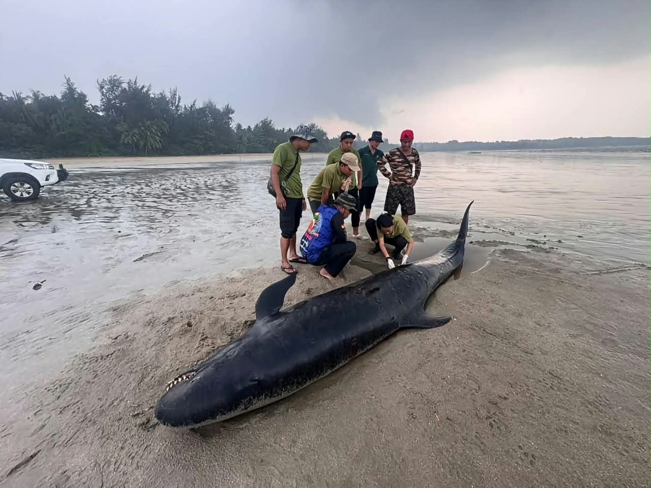 Dead dolphins stranded on Pueh Beach